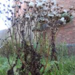 Dying plants 1