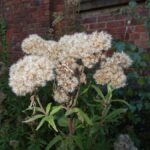 Dying plants 2